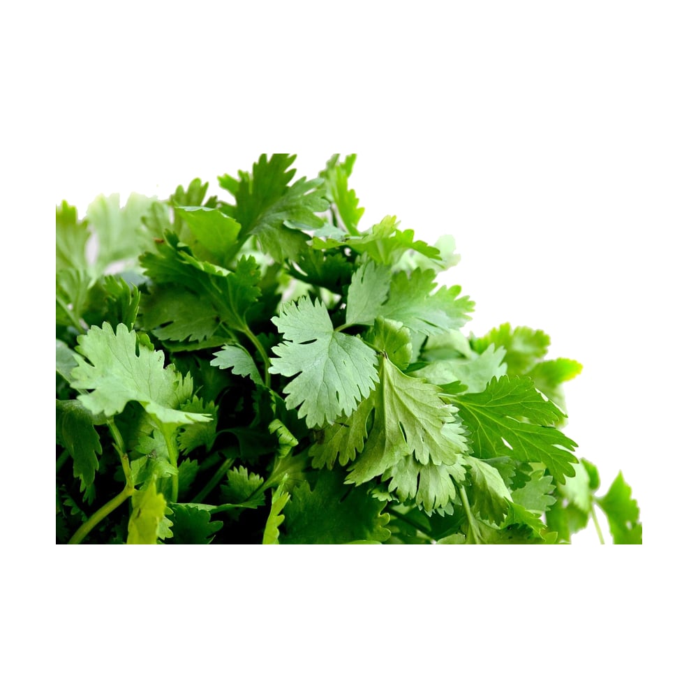 Coriander Leaves