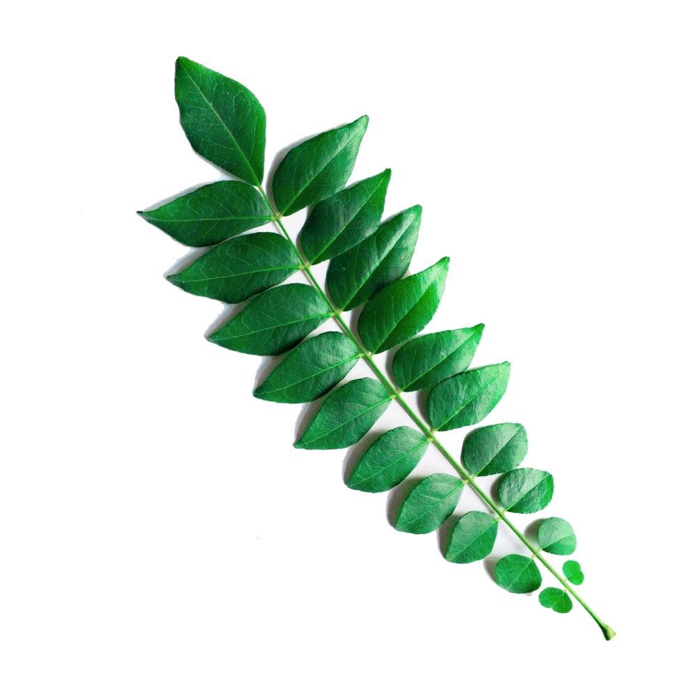 Curry Leaves