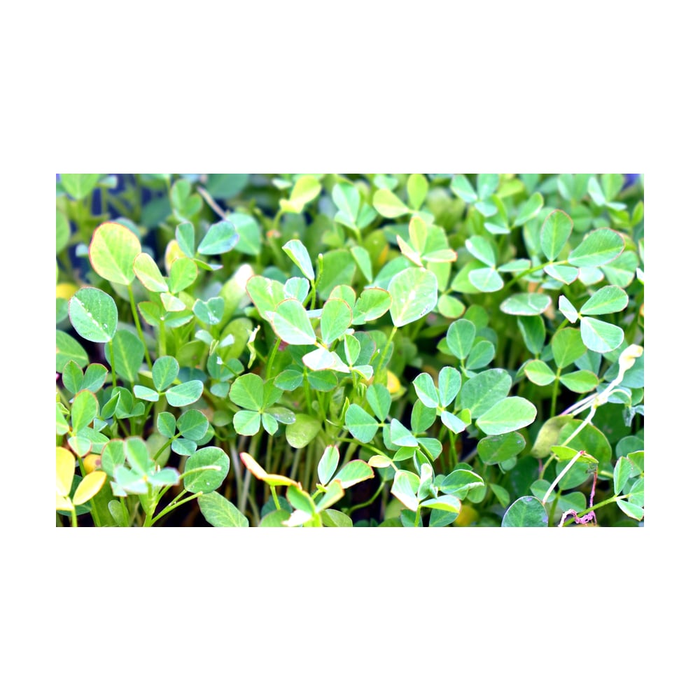 Methi Leaves