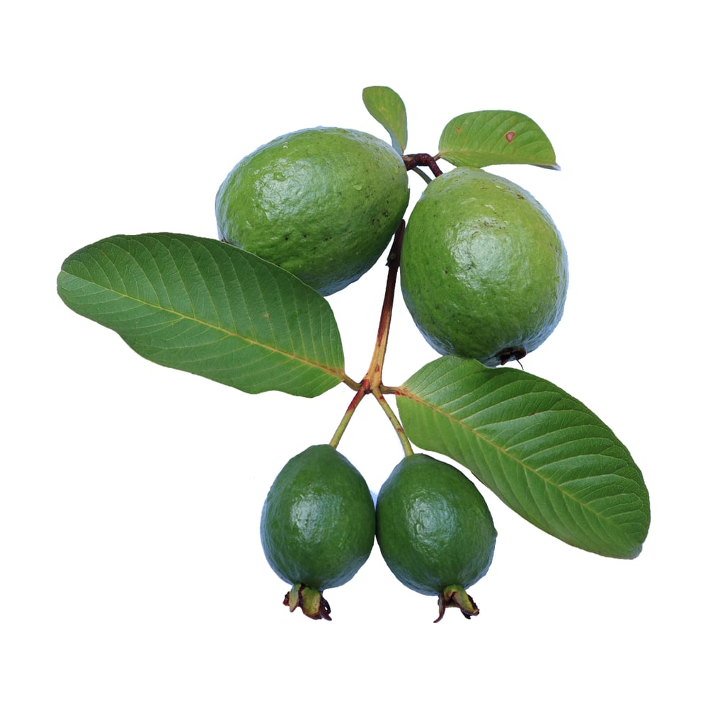 Guava