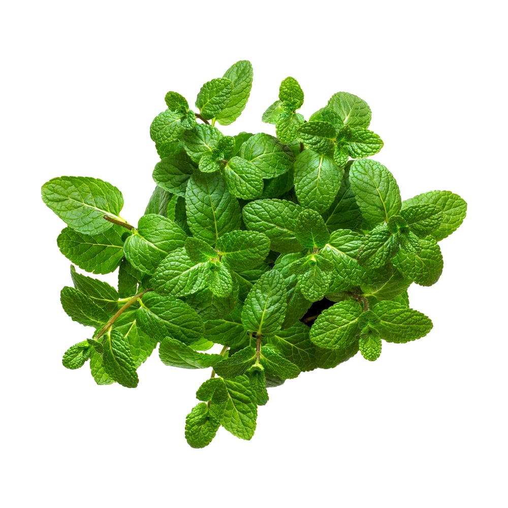 Mint Leaves